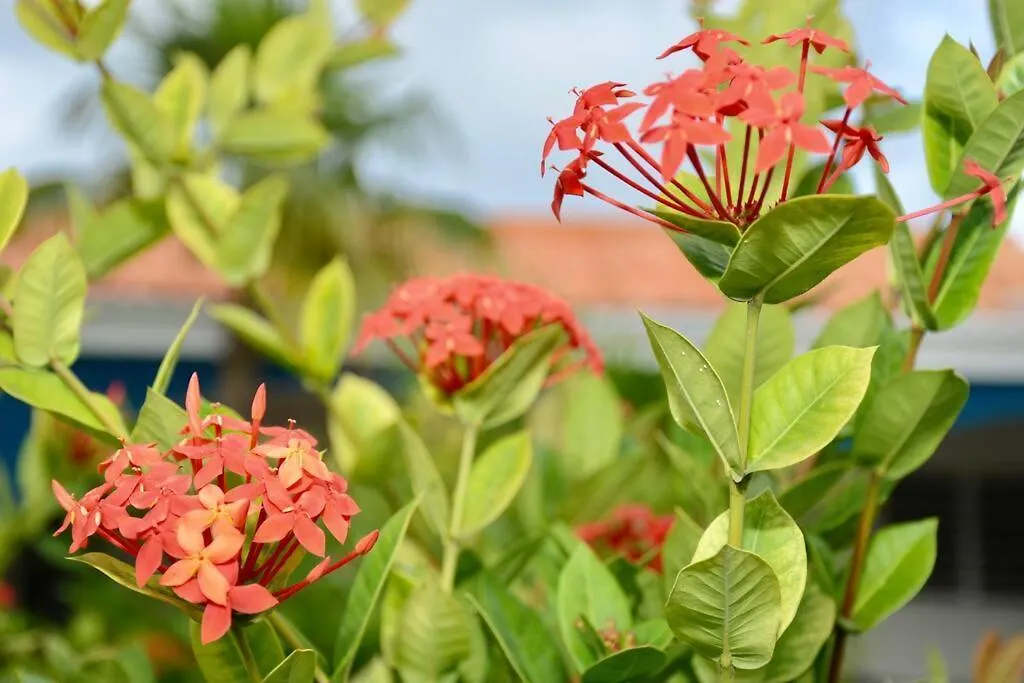 Indigo House - Centrally Located With Private Pool Willemstad Casa vacanze